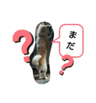 カイくんの日々②（個別スタンプ：15）