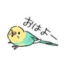 セキセイインコのぱなちゃん2（個別スタンプ：1）