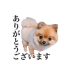 ェマニエル②（個別スタンプ：2）
