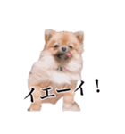 ェマニエル②（個別スタンプ：9）