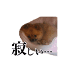 ェマニエル②（個別スタンプ：10）