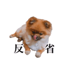 ェマニエル②（個別スタンプ：11）