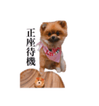 ェマニエル②（個別スタンプ：12）