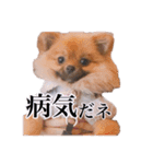 ェマニエル②（個別スタンプ：24）