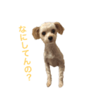 くりりん（くーちゃん）（個別スタンプ：6）