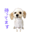 くりりん（くーちゃん）（個別スタンプ：7）
