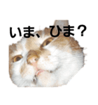 ねこモード（個別スタンプ：1）