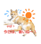 ねこモード（個別スタンプ：3）