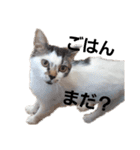 ねこモード（個別スタンプ：5）