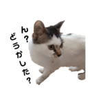 ねこモード（個別スタンプ：6）