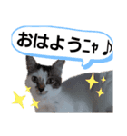 ねこモード（個別スタンプ：7）