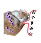 ねこモード（個別スタンプ：8）