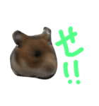 ハムさんだよ（個別スタンプ：13）
