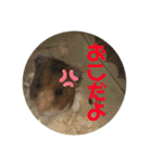 ハムさんだよ（個別スタンプ：18）
