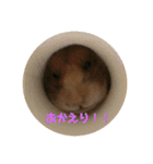 ハムさんだよ（個別スタンプ：19）