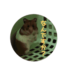 ハムさんだよ（個別スタンプ：23）