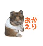 ハムさんだよ（個別スタンプ：24）