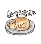 ちわたの日常（個別スタンプ：8）
