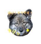 ちょこちまもなうい（個別スタンプ：1）