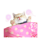 スコティッシュフォールドのあむちゃん♡（個別スタンプ：2）