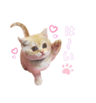 スコティッシュフォールドのあむちゃん♡（個別スタンプ：3）