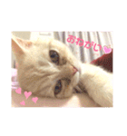 スコティッシュフォールドのあむちゃん♡（個別スタンプ：12）