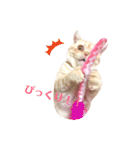 スコティッシュフォールドのあむちゃん♡（個別スタンプ：15）
