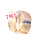 スコティッシュフォールドのあむちゃん♡（個別スタンプ：16）