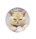 スコティッシュフォールドのあむちゃん♡（個別スタンプ：19）