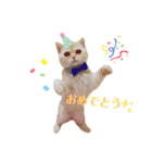 スコティッシュフォールドのあむちゃん♡（個別スタンプ：20）