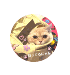 スコティッシュフォールドのあむちゃん♡（個別スタンプ：23）