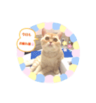 スコティッシュフォールドのあむちゃん♡（個別スタンプ：26）
