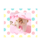 スコティッシュフォールドのあむちゃん♡（個別スタンプ：28）