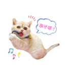 スコティッシュフォールドのあむちゃん♡（個別スタンプ：34）