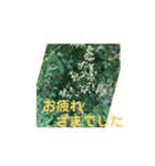 シニアのスタンプ（個別スタンプ：5）