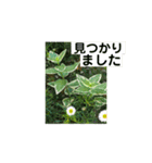 シニアのスタンプ（個別スタンプ：20）