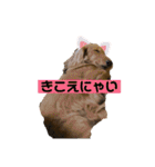 ダックススタンプ日常編（個別スタンプ：2）