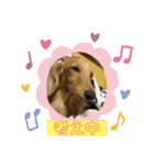 ダックススタンプ日常編（個別スタンプ：12）