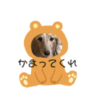 ダックススタンプ日常編（個別スタンプ：21）