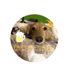 ダックススタンプ日常編（個別スタンプ：40）