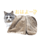 愛しのチャー太郎ちゃん（個別スタンプ：1）