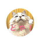 愛しのチャー太郎ちゃん（個別スタンプ：3）
