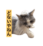 愛しのチャー太郎ちゃん（個別スタンプ：8）
