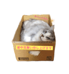 愛しのチャー太郎ちゃん（個別スタンプ：11）
