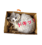 愛しのチャー太郎ちゃん（個別スタンプ：14）