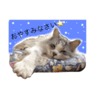 愛しのチャー太郎ちゃん（個別スタンプ：15）