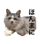 愛しのチャー太郎ちゃん（個別スタンプ：16）
