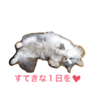 愛しのチャー太郎ちゃん（個別スタンプ：19）