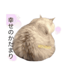 愛しのチャー太郎ちゃん（個別スタンプ：22）