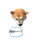 柴犬てぃらの日常会話（個別スタンプ：1）